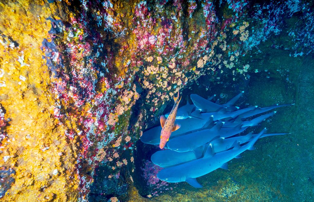 Nurserie requins
